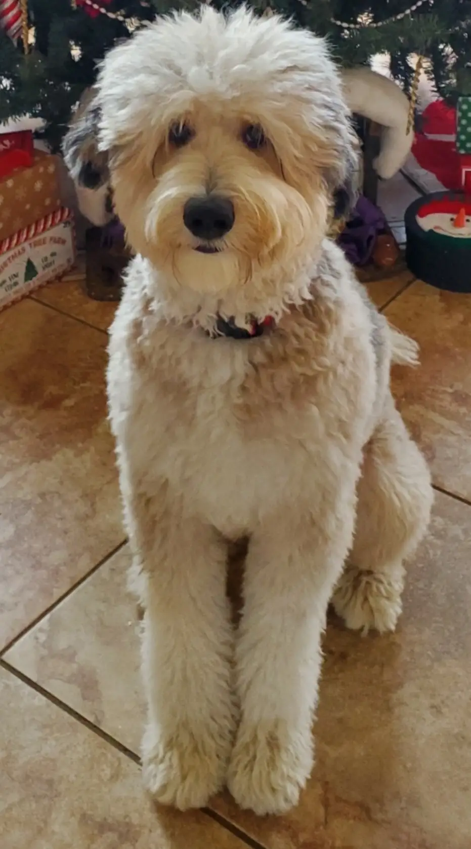 Fluffy cream-colored dog sitting on a tiled floor in front of a Christmas tree with wrapped gifts nearby.